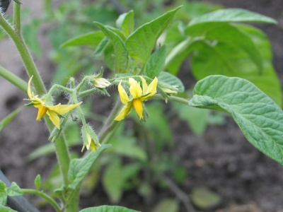 tomato blooms